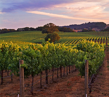 Sonoma_County_Tours_1 - Silver Service Tours