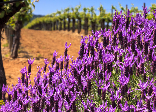sonoma wine tours